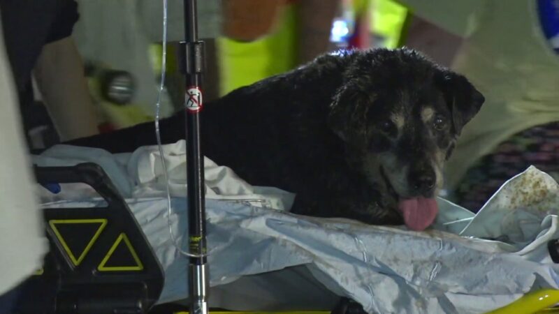 Deaf Dog Rescued from Storm Discharge since Thursday Missing – NBC 5