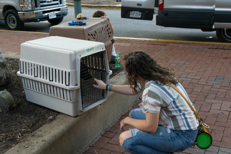 The Animal Rescue in Arlington provides shelter for dogs killed by