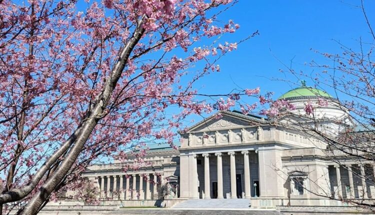 cherry-blossoms-5.jpg
