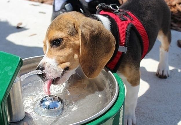 dog-park-dann-white___15095854430.jpg